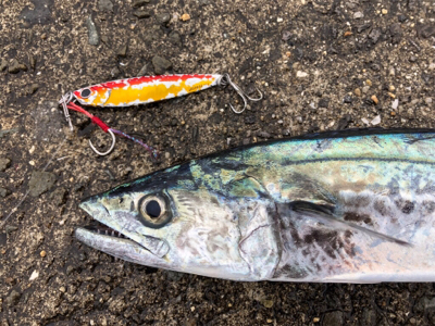 サゴワンから令和はスタート^_^