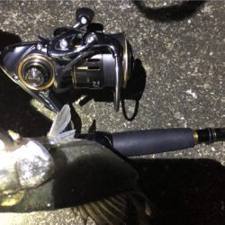 ビーフリーズでシーバス