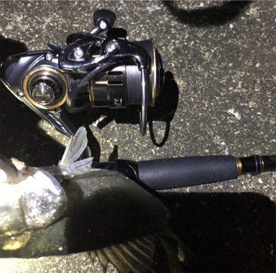 ビーフリーズでシーバス