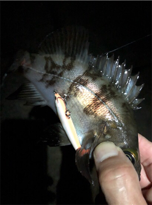 令和元年サーフメバリング