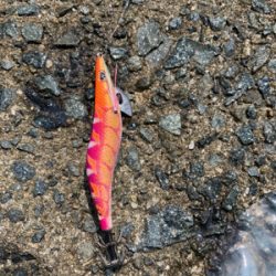 GWアオリイカ釣果！