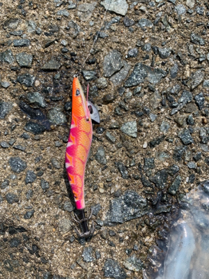 GWアオリイカ釣果！