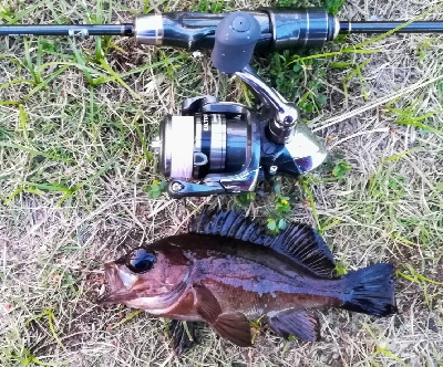 アジンガー1805~1850