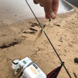 令和初キス釣り