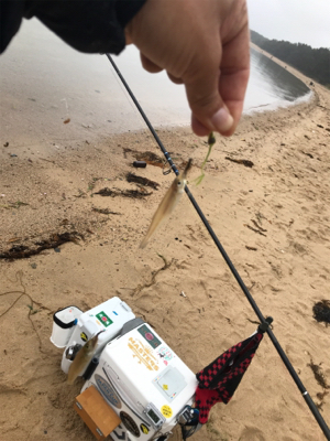 令和初キス釣り