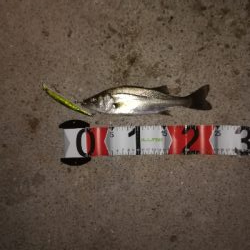 粘ってチーバス