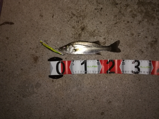 粘ってチーバス