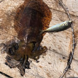 筏でアオリイカ