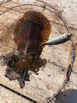 筏でアオリイカ