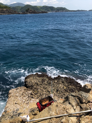 グレ狙いで磯釣り