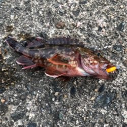 ロックフィッシュは裏切らない