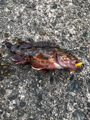 ロックフィッシュは裏切らない