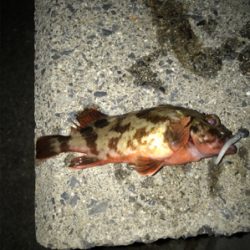 アジングのはずが?