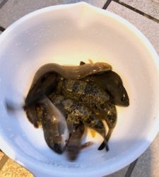 子供達初めての釣り