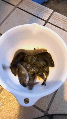 子供達初めての釣り