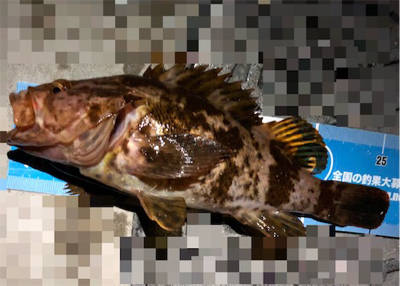 デカロックサーフプラッキング