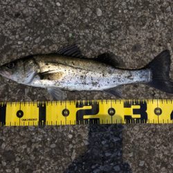 GWの奇跡 シーバス3連発