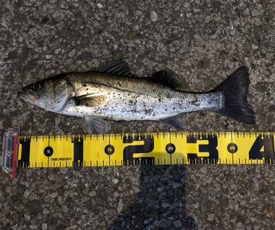 GWの奇跡 シーバス3連発