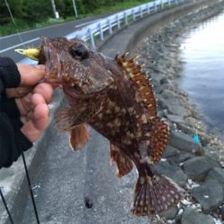 キビレ狙いのロックフィッシュゲーム