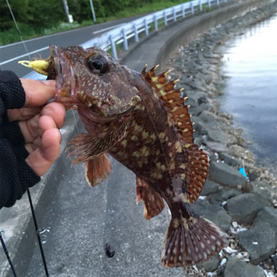 キビレ狙いのロックフィッシュゲーム