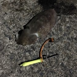 コウちゃん釣行