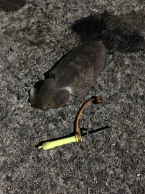 コウちゃん釣行