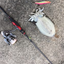 神戸コウイカ☆