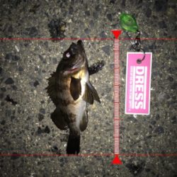 久々のメバリング