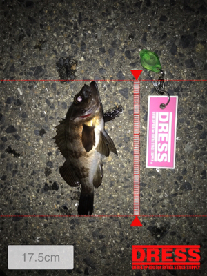 久々のメバリング