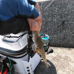 九州釣行、平成がキスで終わり、令和はキスで始まる