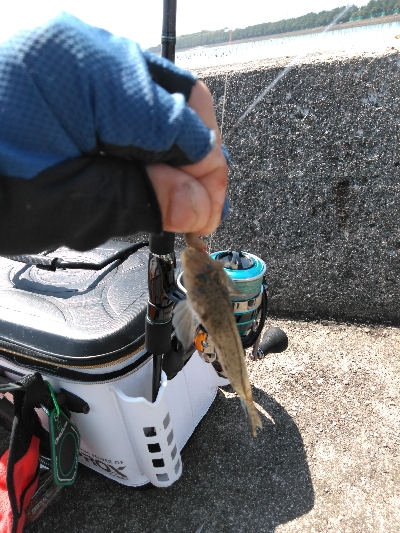 九州釣行、平成がキスで終わり、令和はキスで始まる