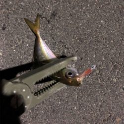 大きいのはいないのかな?