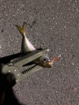 大きいのはいないのかな?