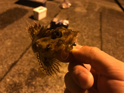 アジング&メバリング