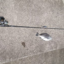 重信川　チヌ　すれがかり