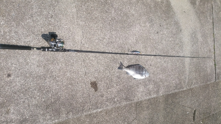 重信川　チヌ　すれがかり