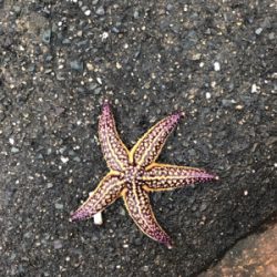 春はコウイカから