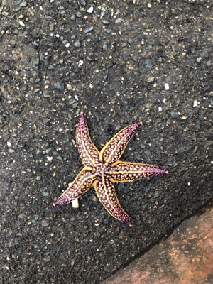 春はコウイカから