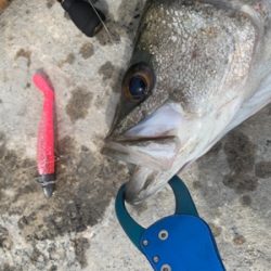 白昼ビッグシーバスキタ――(゚∀゚)――!!