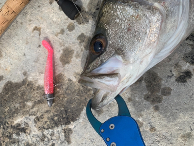 白昼ビッグシーバスキタ――(゚∀゚)――!!