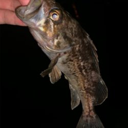 苦戦の令和フィッシュ!