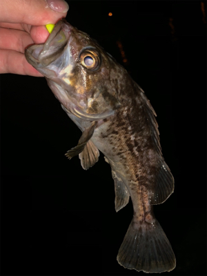 苦戦の令和フィッシュ!