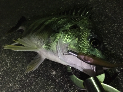 渋い〜浜寺水路