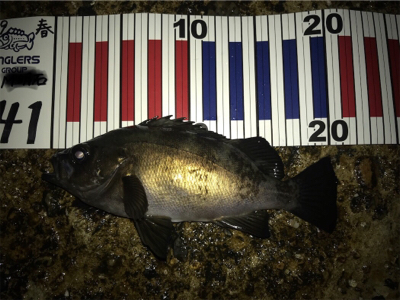 本命ではないが…