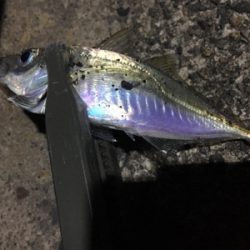 本日は渋いアジング