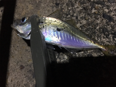 本日は渋いアジング