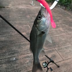 チーバスに感謝