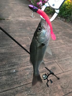 チーバスに感謝