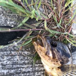 伯方島ライトゲーム