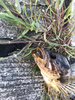 伯方島ライトゲーム